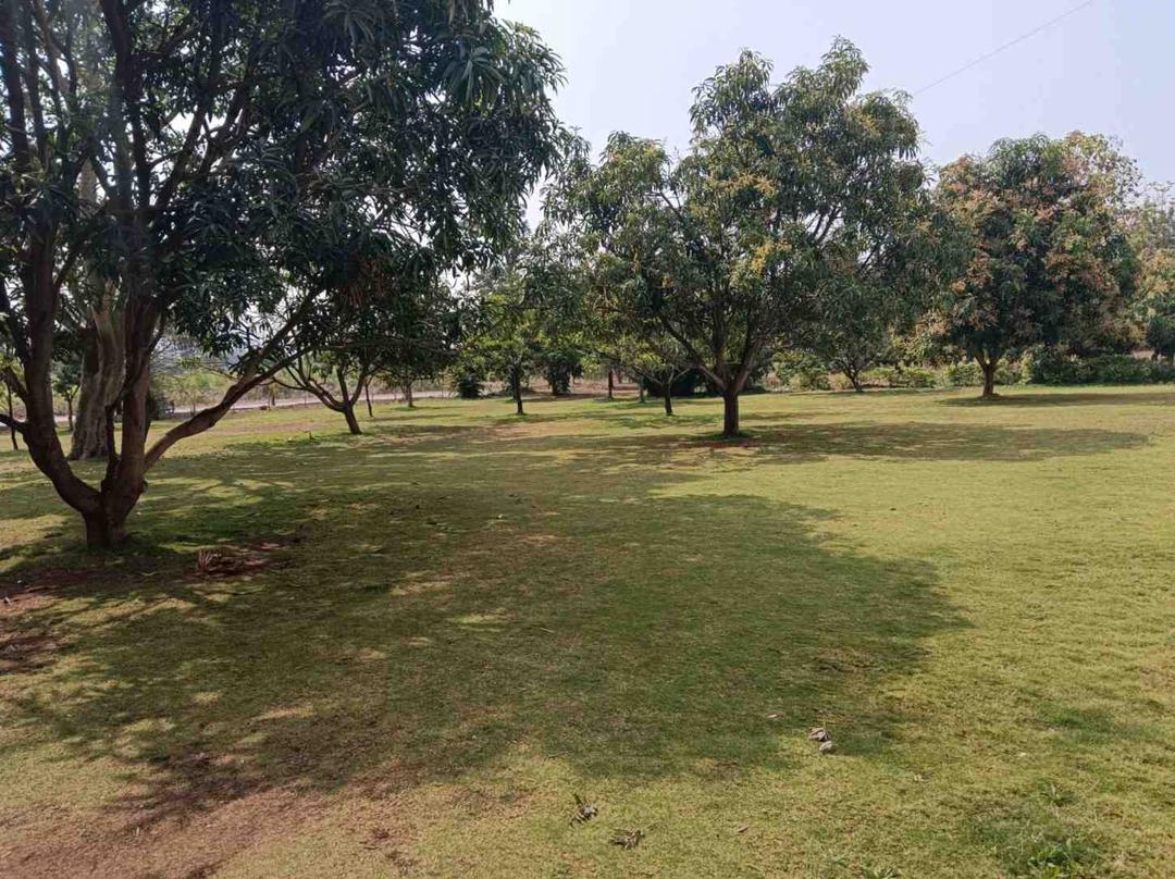 greenery-at-campus